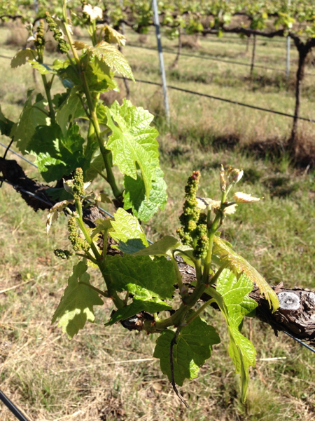 Canberra Wines present Tasting 101