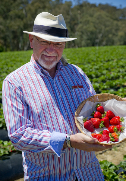 Picking strawberries at Beerenberg Family Farm