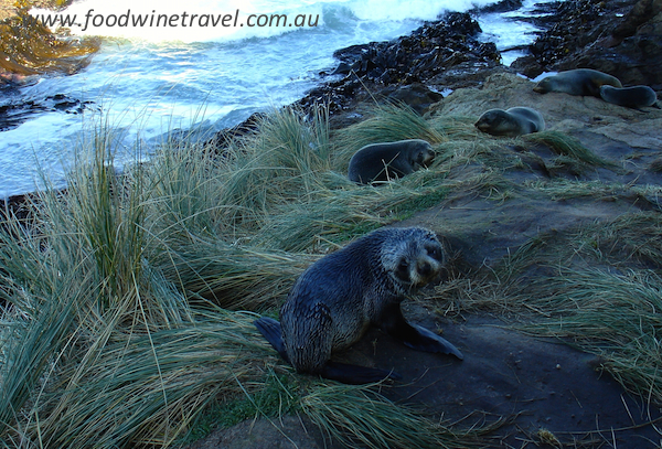 Top attractions in Dunedin, New Zealand