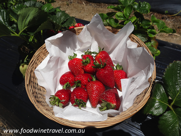 Berry Hill and a recipe for Strawberries in Rosé Jelly