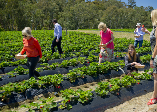 www.foodwinetravel.com.au, Food Wine Travel, Christine Salins, Maurie O’Connor, Beerenberg Family Farm, Beerenberg products, where to buy Beerenberg products, Paech family, Adelaide Hills, farm shop, farm shops in the Adelaide Hills, food in the Adelaide Hills, Grape & Jasmine Tea Jelly, Raspberry & Violet Jam, Apricot & Lavender Jam, Rose Petal Jelly, Berry Hill book, Bird in Hand wine, 