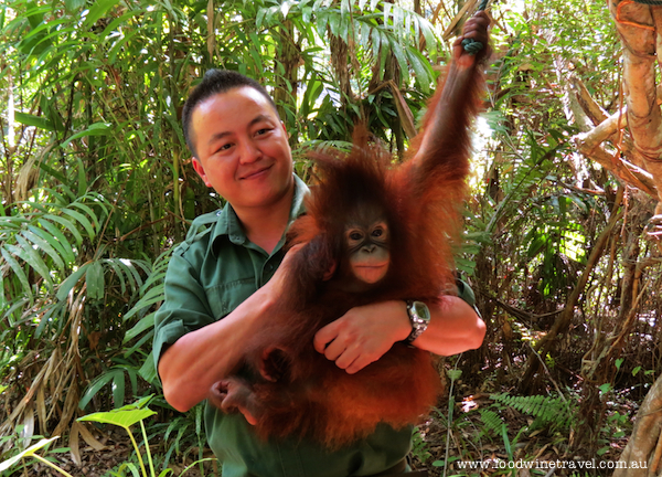 orangutan, Borneo, Christine Salins, Food Wine Travel, Malaysia, where to see orangutans, www.foodwinetravel.com.au