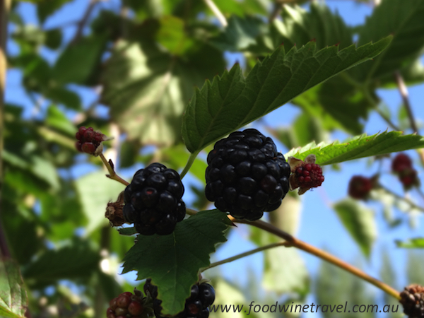 Westerway Raspberry Farm; Sally Wise