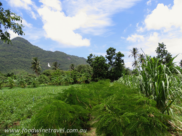 Thailand organic farms