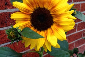 Australia Day, sunflowers, www.foodwinetravel.com.au, Food Wine Travel, Christine Salins