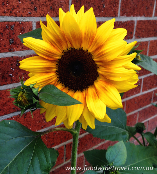 Australia Day, sunflowers, www.foodwinetravel.com.au, Food Wine Travel, Christine Salins