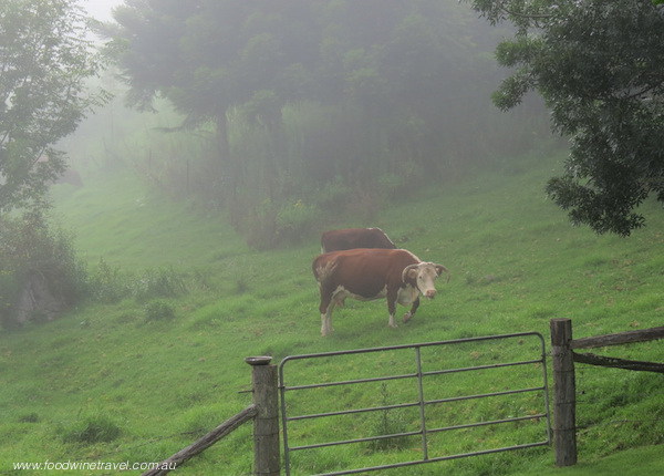 Exploring Killarney: Southern Queensland Country