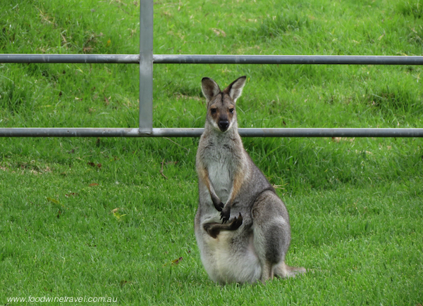 Killarney, Southern Queensland.