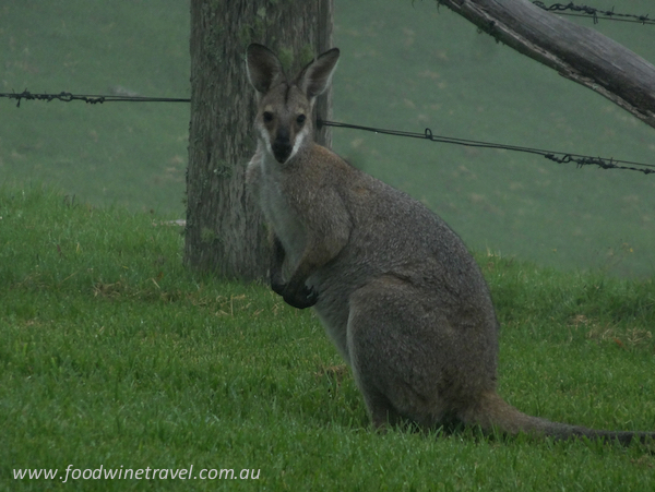 www.foodwinetravel.com.au, Christine Salins, Killarney, Southern Queensland Country Tourism, Spring Creek Mountain Café & Cottages, Queen Mary Falls Caravan Park, Queen Mary Falls, Cambanoora Co, Southern Downs Harvest lunch, Melrose Station, Killarney Butcher, Carr’s Lookout, Cambanoora Gorge.