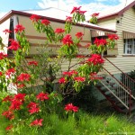 www.foodwinetravel.com.au, Dayboro Day Festival, Dayboro Antiques & Collectables Fair, Dayboro Heritage Trail, Dayboro Historical Society, William Henry Day, Dayboro Tea House, Dayboro Butchery, Rendezvous, Our Kitchen Garden, Inspired by Time, A Little Bit Vintage, Holistic Mamma, Riek Brothers’ store, Robert Vellnagel’s House and Store, Crown Hotel.