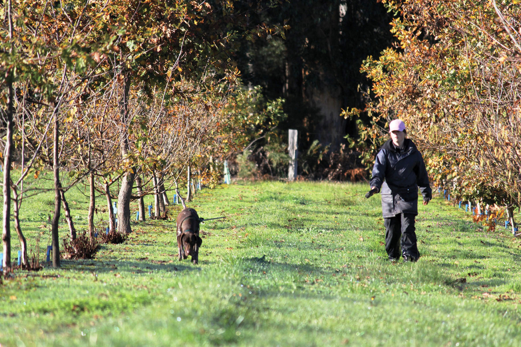 www.foodwinetravel.com.au, truffles, truffle events, truffle dinners, The Truffle Festival, Manjimup, Canberra truffles, Montrachet truffle menu, Urbane truffle dinner, The Truffle Man, where to buy truffles.