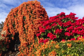 www.foodwinetravel.com.au, Postcard of the Week, orange trumpet vine, poinsettia, Old Museum, Brisbane gardens.