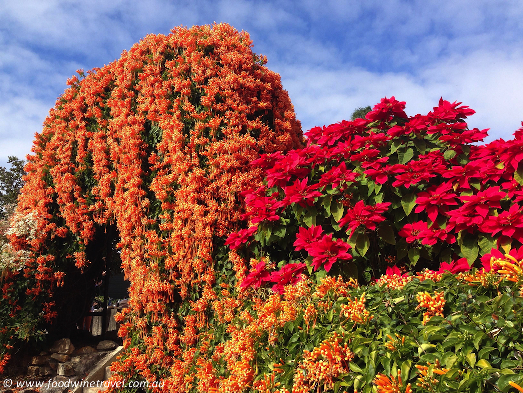 www.foodwinetravel.com.au, Postcard of the Week, orange trumpet vine, poinsettia, Old Museum, Brisbane gardens.