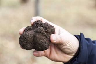 www.foodwinetravel.com.au, truffles, truffle events, truffle dinners, The Truffle Festival, Manjimup, Canberra truffles, Montrachet truffle menu, Urbane truffle dinner, The Truffle Man, where to buy truffles.