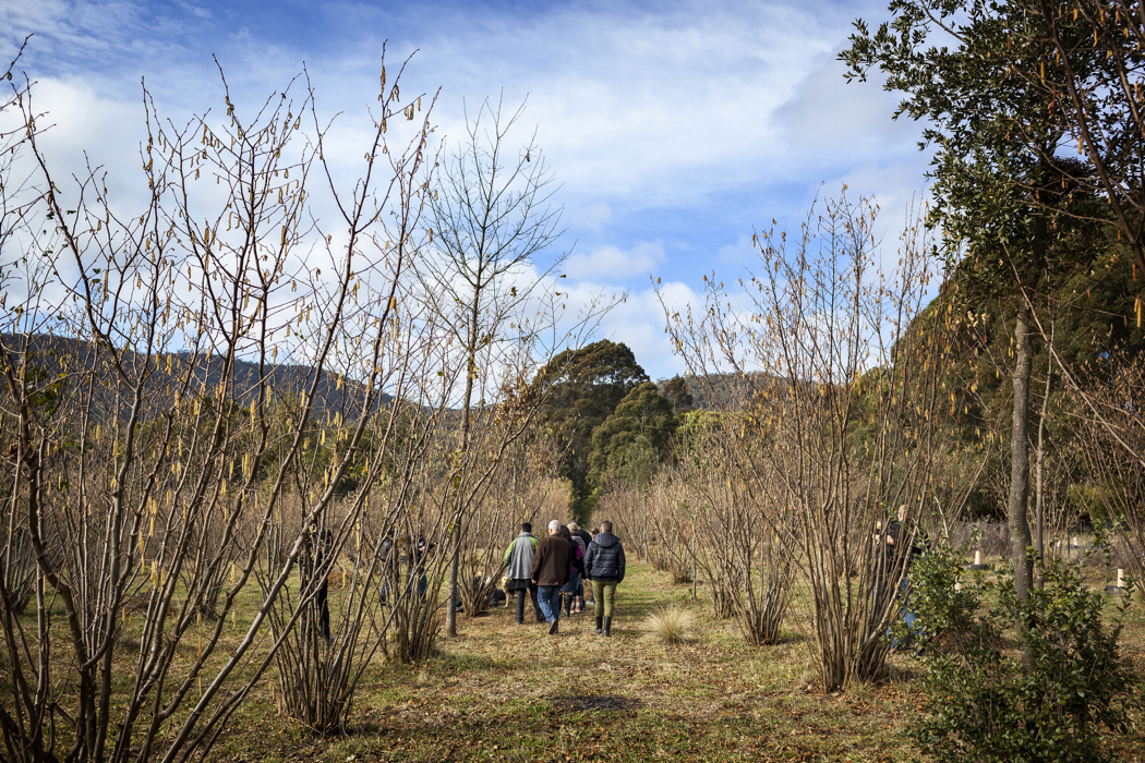 www.foodwinetravel.com.au, truffles, truffle events, truffle dinners, The Truffle Festival, Manjimup, Canberra truffles, Montrachet truffle menu, Urbane truffle dinner, The Truffle Man, where to buy truffles.