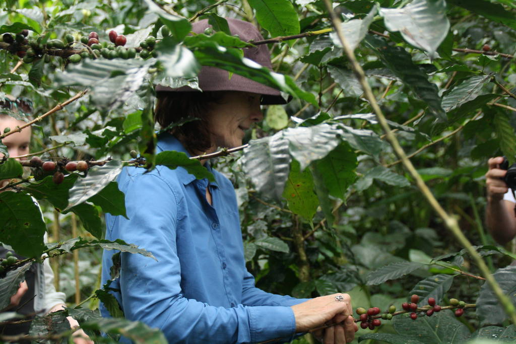 Picking coffee