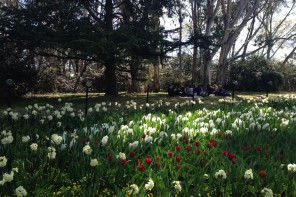 Floriade Colour Patches