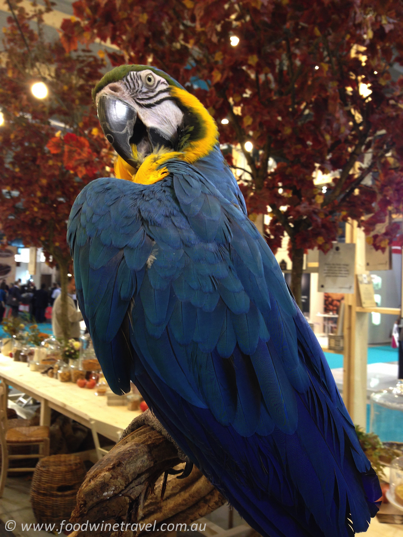 Macaw, Hardy Coffee Company, Host 2015