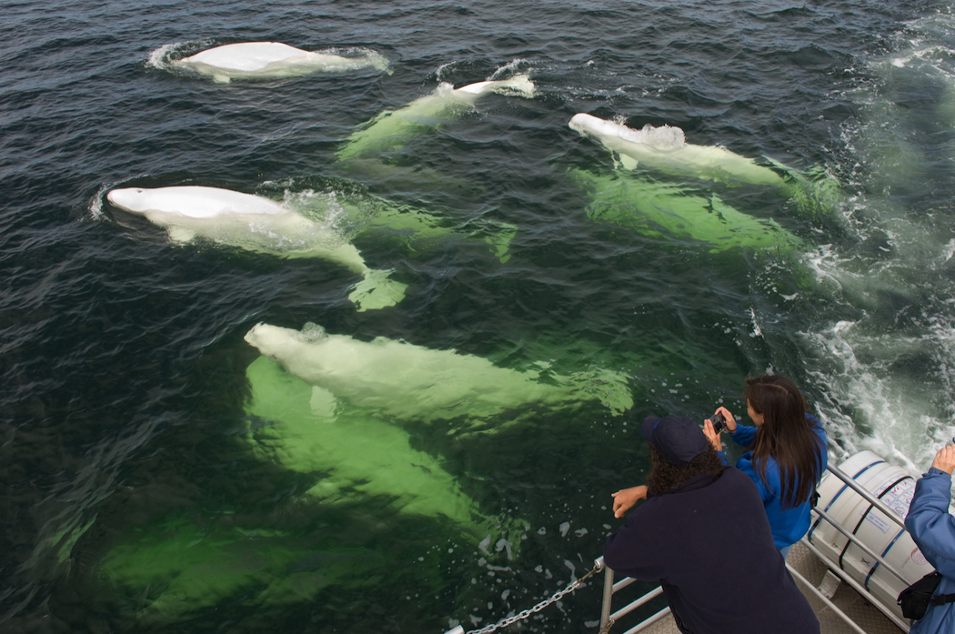 Beluga whale watching near Churchill, Manitoba, Canada.