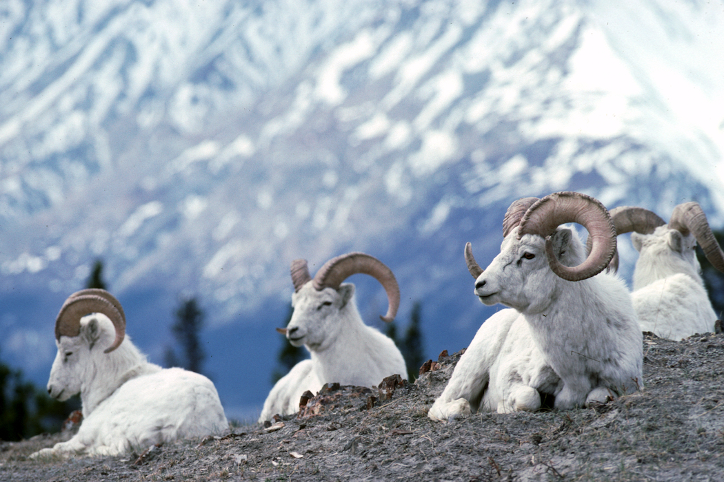 Dall Sheep Yukon Kluane National Park Credit Government of Yukon