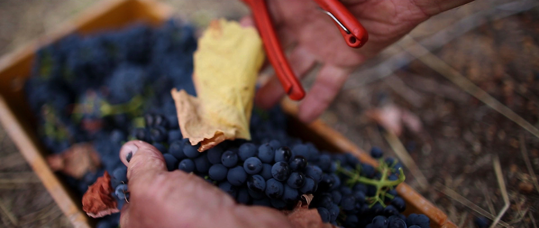 Ferngrove Wines Western Australia