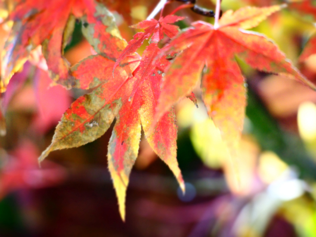 Autumn Breathe Breaks in Southern Queensland Country; autumn getaways in Toowoomba, Stanthorpe, Kingaroy and other parts of south east Queensland.