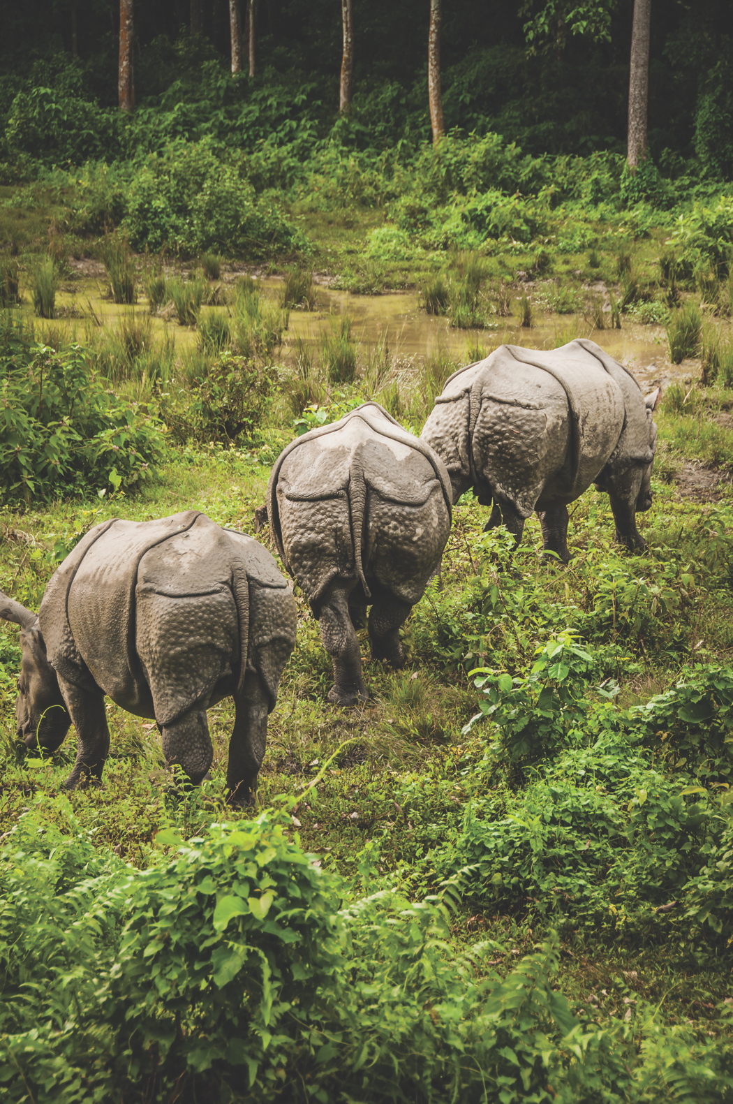 40 One horned rhino Chitwan Np by Martin M303 SS from Ultimate Wildlife Destinations