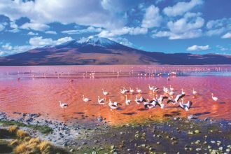 Ultimate Wildlife Destinations 73 Flamingos Atacama by Byelikova Oksana SS