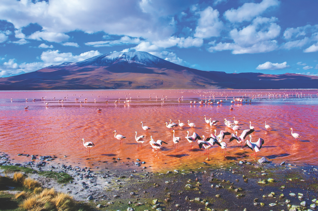 Ultimate Wildlife Destinations 73 Flamingos Atacama by Byelikova Oksana SS