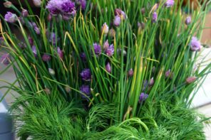 Garlic Chives at Fireweed Community Market Whitehorse Yukon