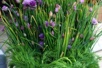 Garlic Chives at Fireweed Community Market Whitehorse Yukon