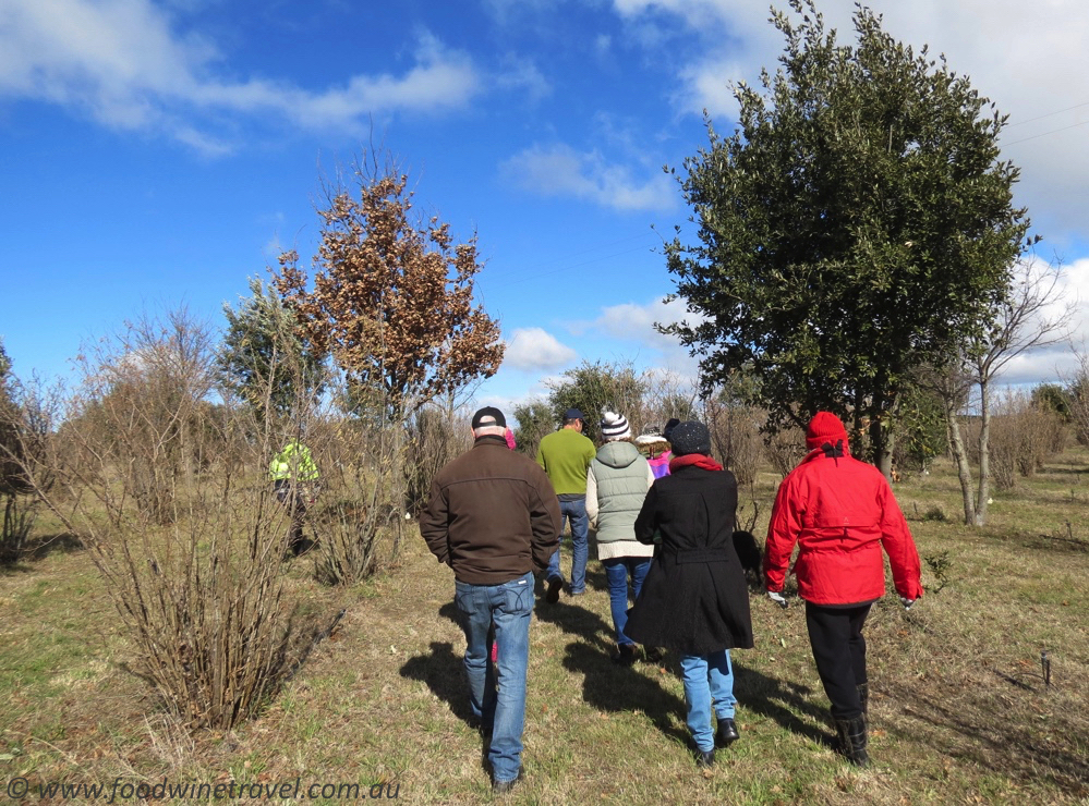 Setting off on truffle hunt at Tarago Truffles.