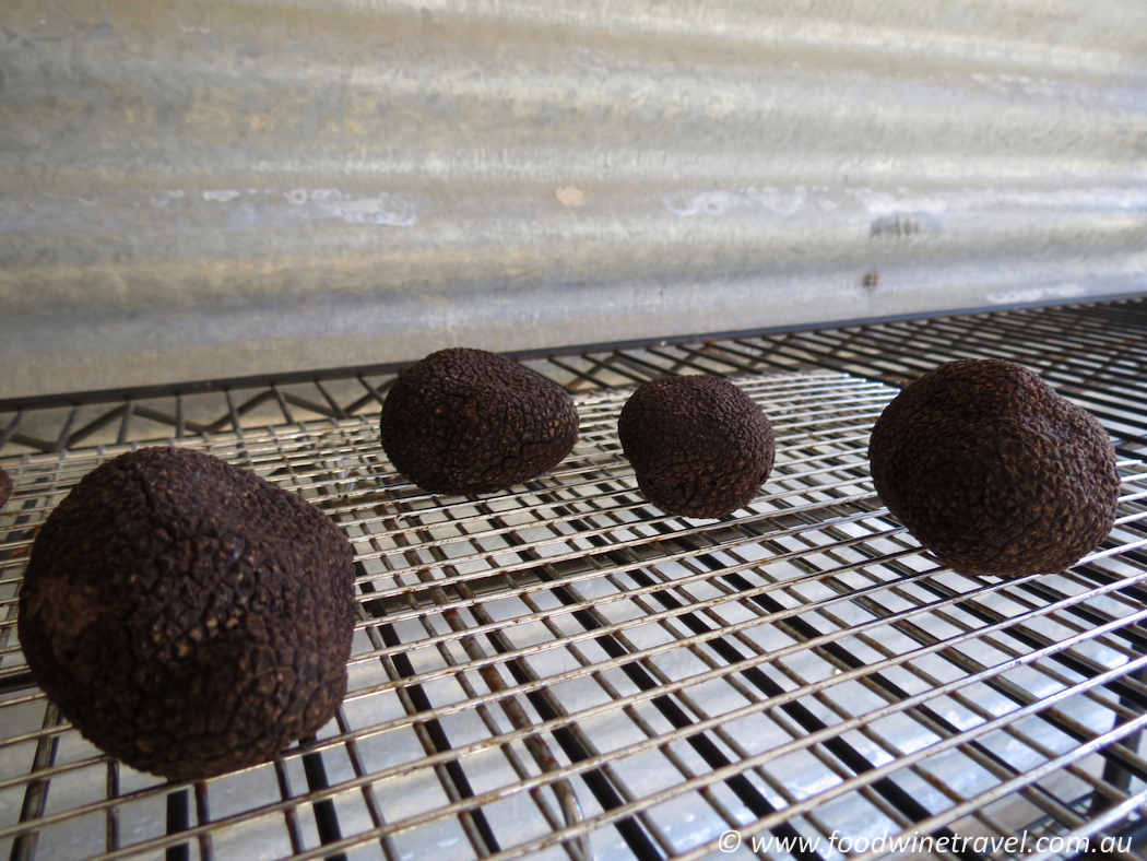 Truffles found on hunt at Tarago Truffles2