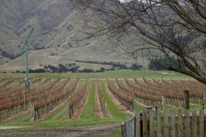 Catalina Sounds Vineyard Marlborough region New Zealand