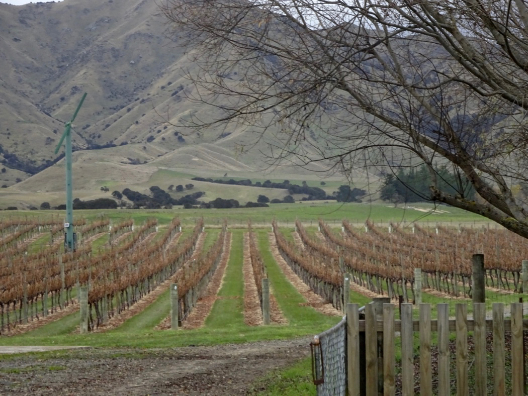 Catalina Sounds Vineyard Marlborough region New Zealand