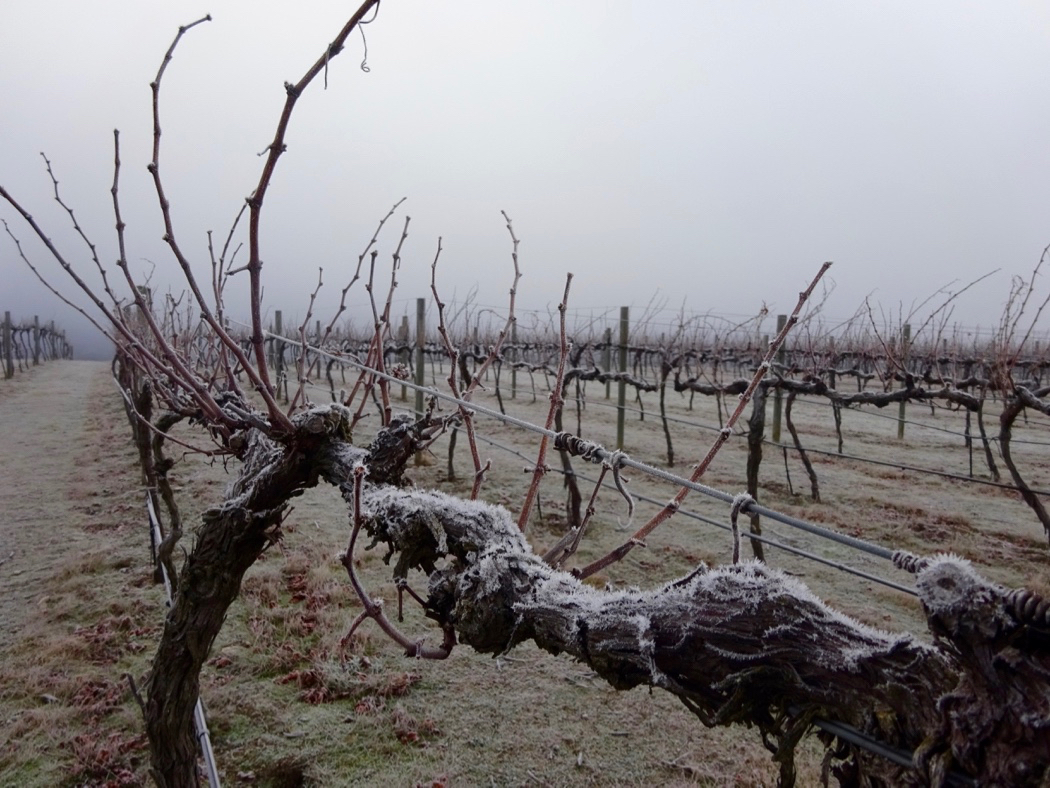 Central Otago Vineyard Generic 2