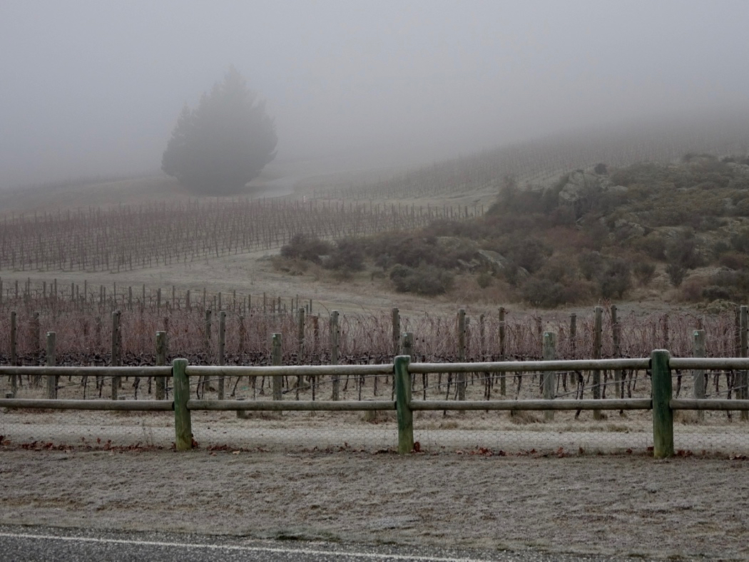 Central Otago Vineyard Generic