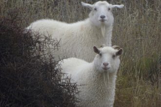 Nanny Goat Vineyard Central Otago New Zealand