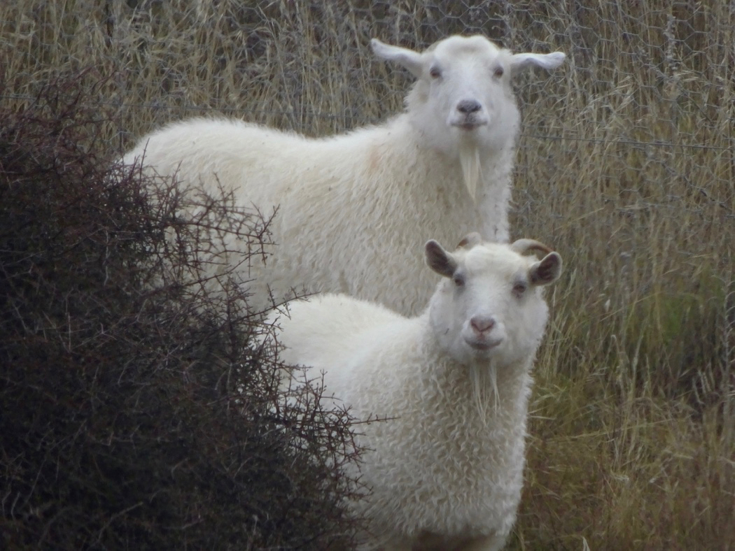 Nanny Goat Vineyard Central Otago New Zealand