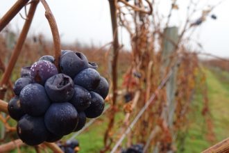 Nanny Goat Pinot Noir Grapes