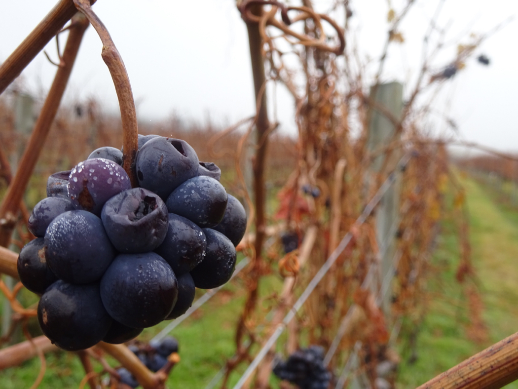 Nanny Goat Pinot Noir Grapes