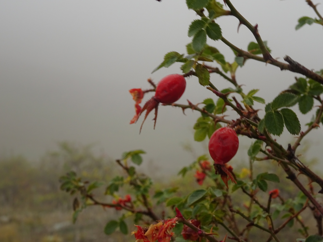 Quest Farm Rose Hips