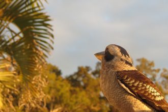 Kookaburra Freeding, Tangalooma Island Resort, Moreton Island, Queensland