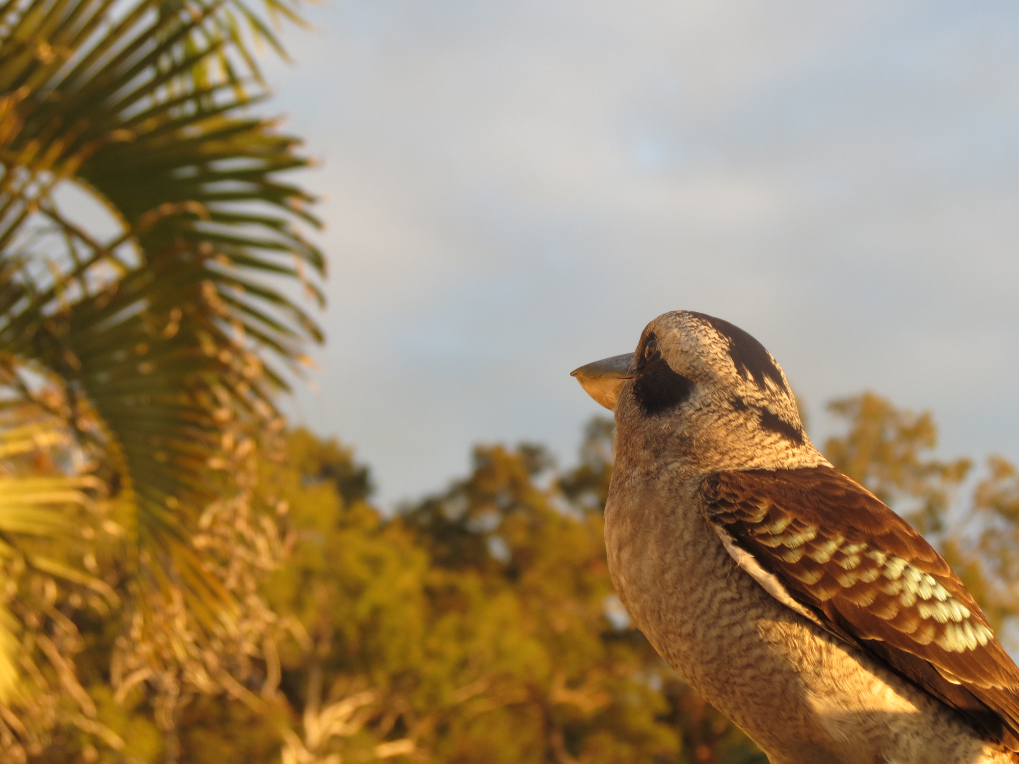 Kookaburra Freeding, Tangalooma Island Resort, Moreton Island, Queensland