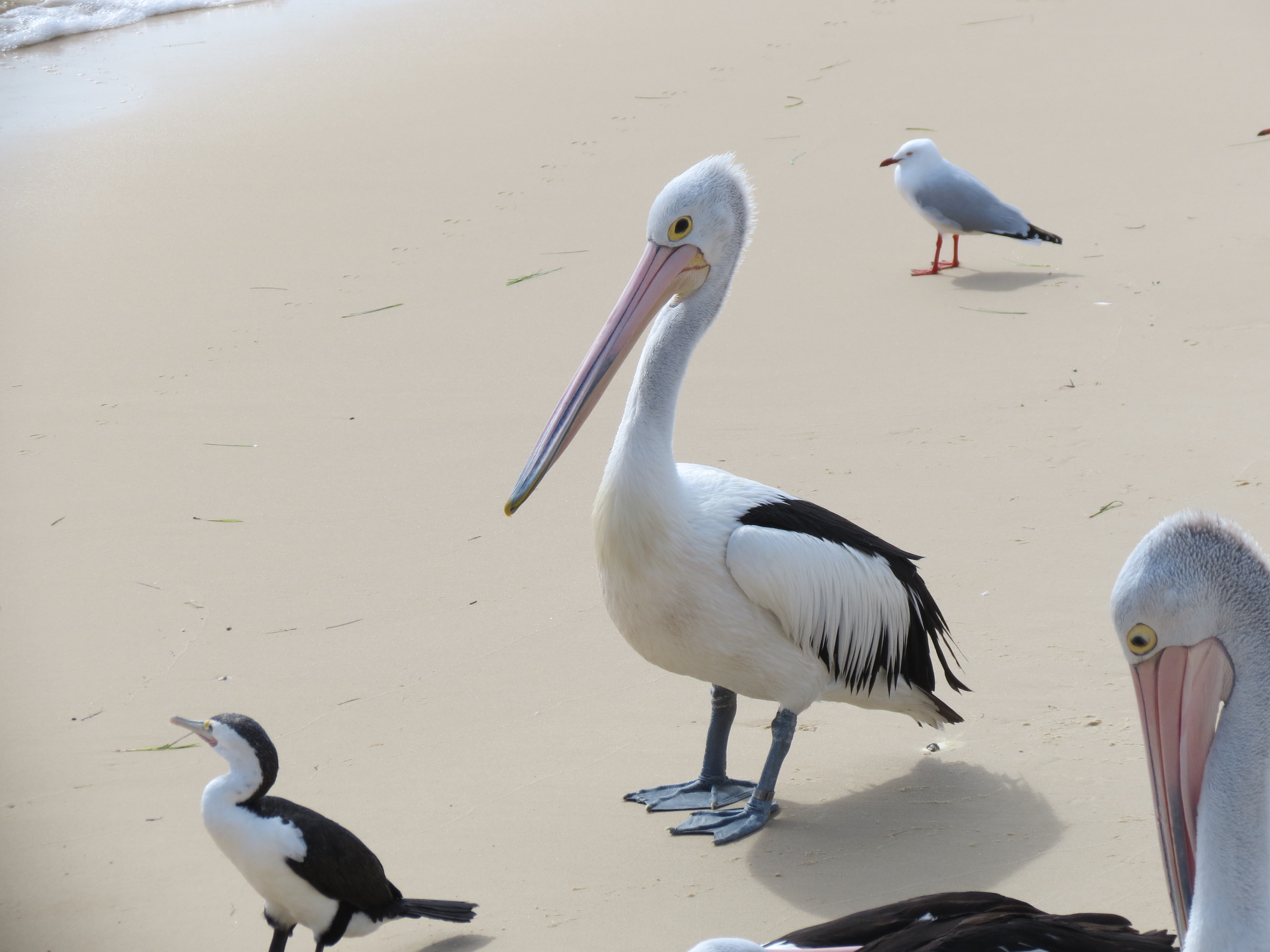 Pelicams, Tangalooma Island Resort, Moreton Bay, Queensland