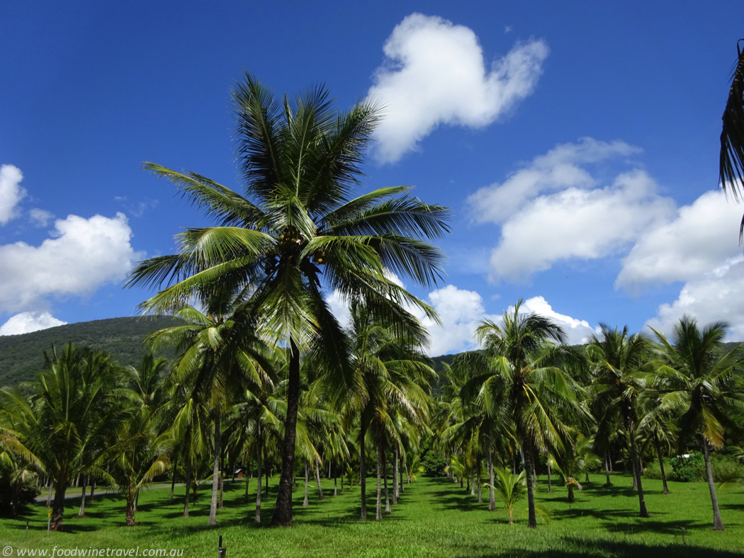 Thala Beach coconut plantation