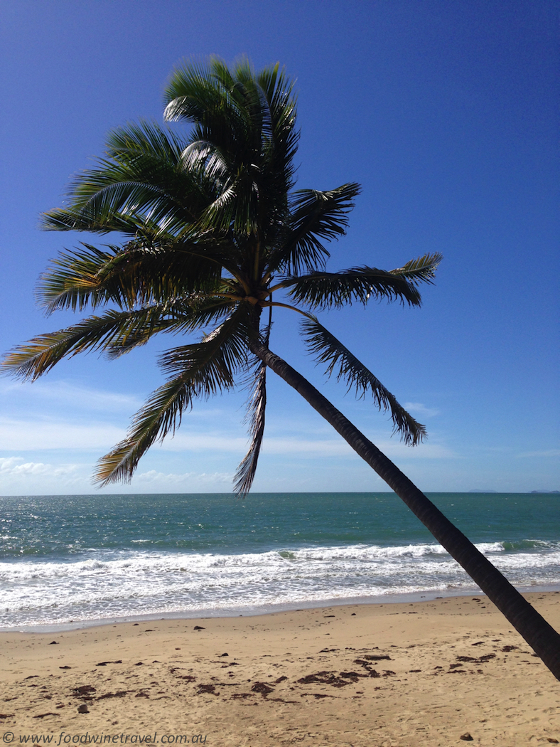 Thala Beach coconut tree