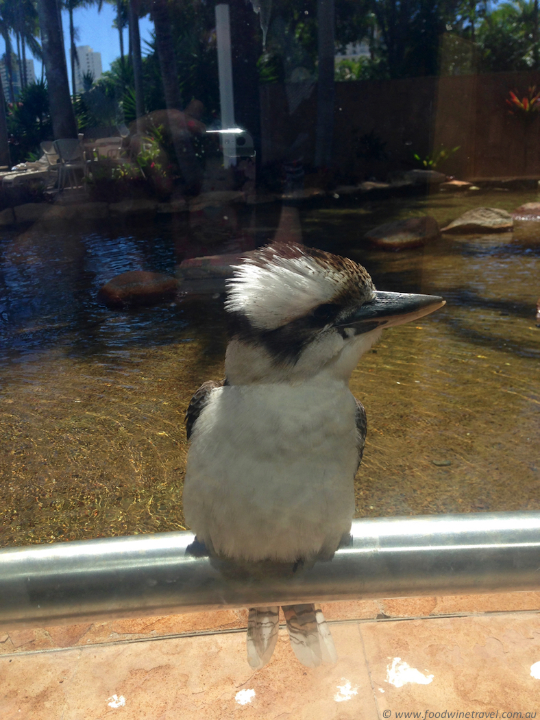 crowne-plaza-surfers-paradise-kookaburra