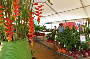 Ginger Flower and Food Festival, Ginger Factory, Yandina