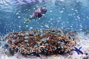 Indonesia Snorkeler on house reef_Walt Stearns